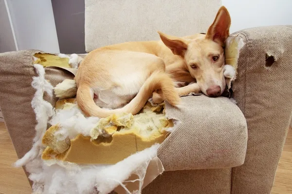 Hund liegt auf zerbissenem Sofa